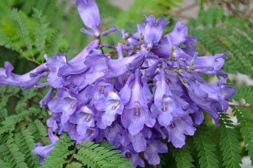 ジャカランダの耐寒性は Alex S Garden Party