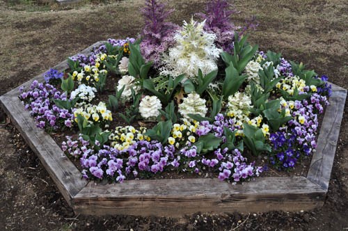 グラデーション花壇 Alex S Garden Party