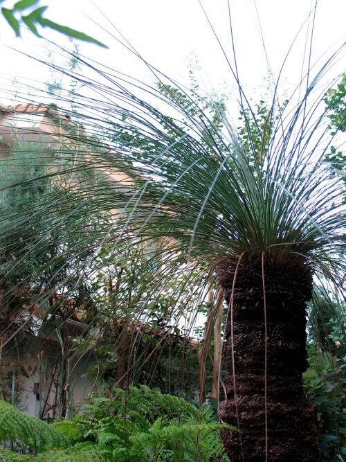 グラスツリー 我が家の庭木 67 Alex S Garden Party グラスツリー 我が家の庭木 67 Alex S Garden Party