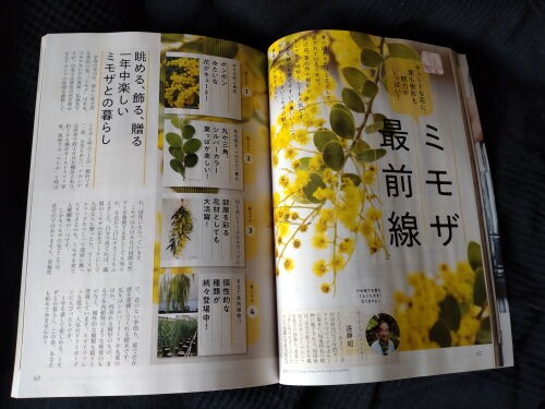 Alexの「お薦めの植物シリーズ」今日は、アリッサムです。 : Alex's