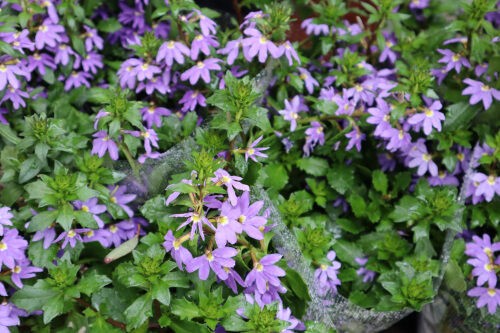 ブルーファンフラワー Alex S Garden Party