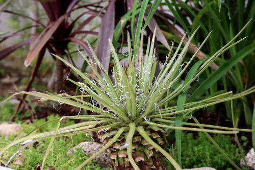 アガベ滝の白糸・・The Best 100 Plants in Alex's Garden : Alex's