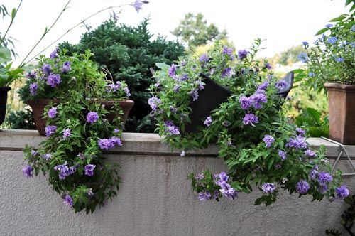 増えたペチュニア Alex S Garden Party 増えたペチュニア Alex S Garden Party