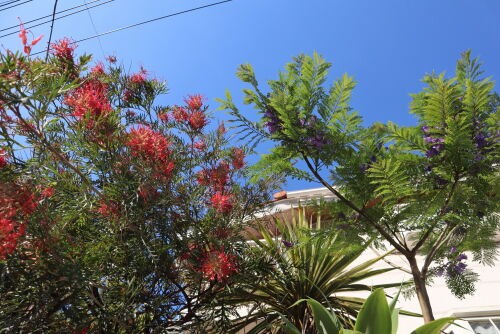 ジャカランダ・・・The Best 100 Plants in Alex's Garden : Alex's