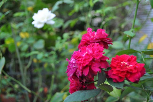 カーディナル ヒューム 薔薇の王子様じゃなくてオジ様を目指して Vol１７ Alex S Garden Party