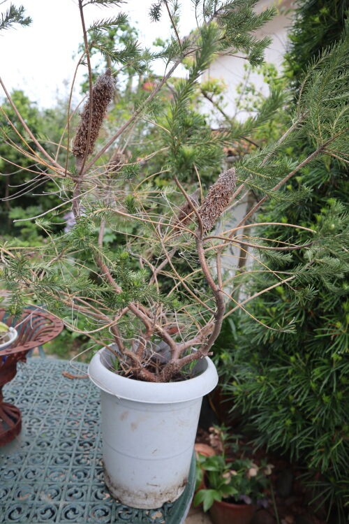 観葉植物専門店 ワールドガーデン | 本日入荷したオージー