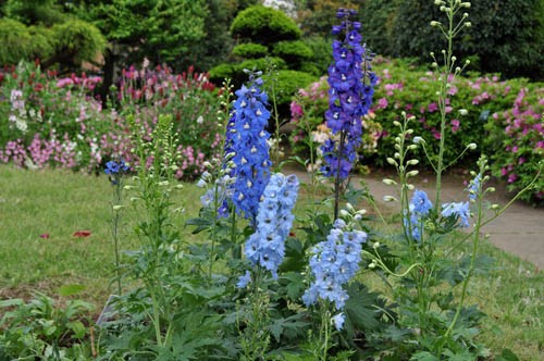 想定外のワイルドフラワー花壇 Alex S Garden Party