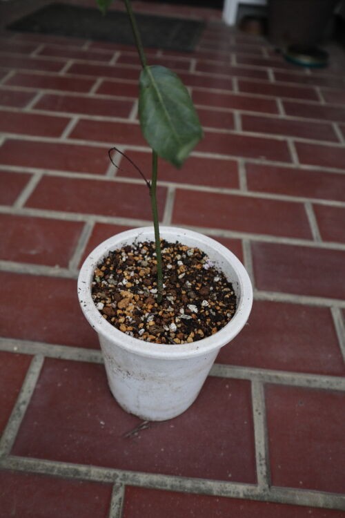 挿し木苗の鉢上げ : Alex's Garden Party♪