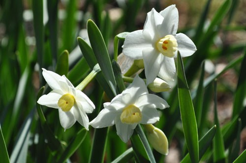 7つの水仙♪ : Alex's Garden Party♪