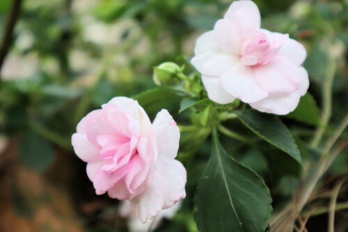 秋の薔薇咲きインパチェンス Alex S Garden Party