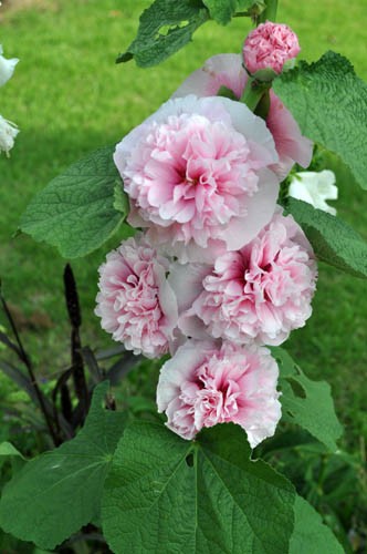 花壇を大人っぽく お洒落に Alex S Garden Party 花壇を大人っぽく お洒落に Alex S Garden Party