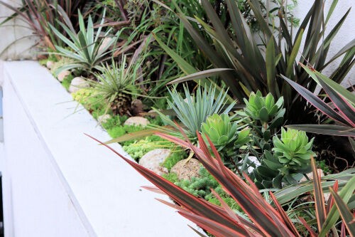 セダムのグランドカバー Alex S Garden Party セダムのグランドカバー Alex S Garden Party