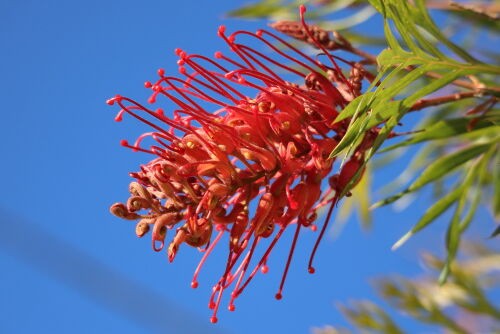 【現品】グレビレア・ロビンゴードン　グレビリア　10号　SB番 現品】グレビレア・ロビンゴードン グレビリア 10号 SB番