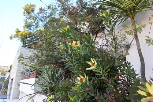 リューカデンドロン・サマーサン・・・Alex's Garden Lesson 126