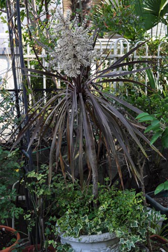 【流行】コルジリネ オーストラリス(ニオイシュロラン)《2ヘッド・Ｈ＝約1.75m》18 観葉植物