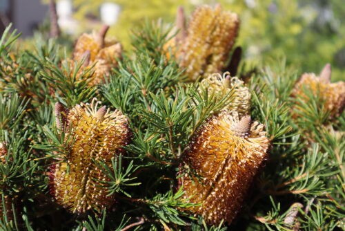 バンクシア・バースデーキャンドル : Alex's Garden Party♪