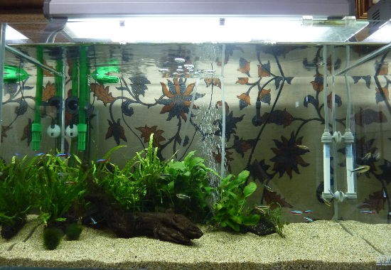 水草水槽リセット 今度は田砂で 私の大事なもの