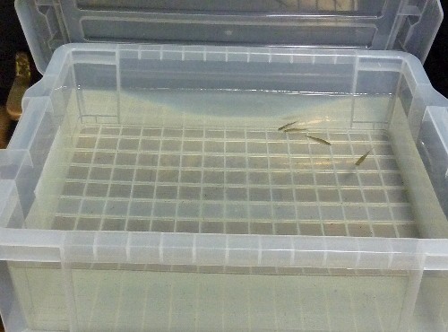 うちのペットもいろいろあって 私の大事なもの