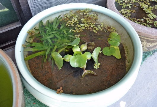睡蓮鉢の掃除と水換え 私の大事なもの 睡蓮鉢の掃除と水換え 私の大事なもの