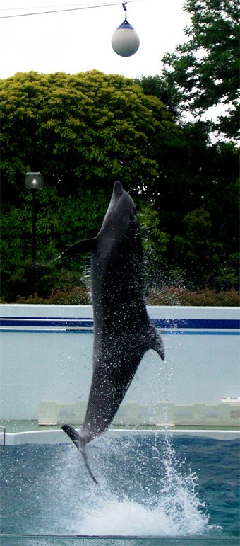 しながわ水族館 イルカショーを見学 有栖のポケモン日記