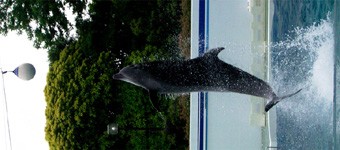 しながわ水族館 イルカショーを見学 有栖のポケモン日記