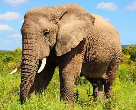 ゾウさん Jkの前で交尾を始めてしまうwwwwwww ぶんぶんじょー