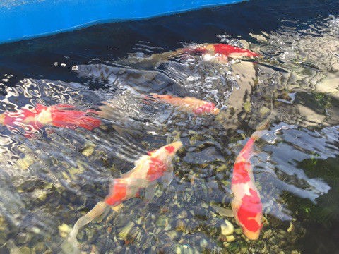 唖然 女子中学生が500匹の金魚を学校のプールに放流し大騒ぎ 金魚と一緒に泳ぎたかった Newsぽけまとめーる