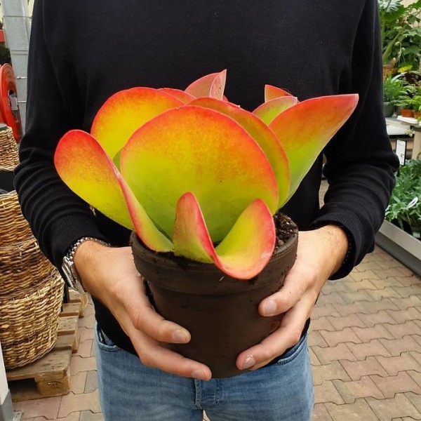 B4hQg5TA5Oh-png__700