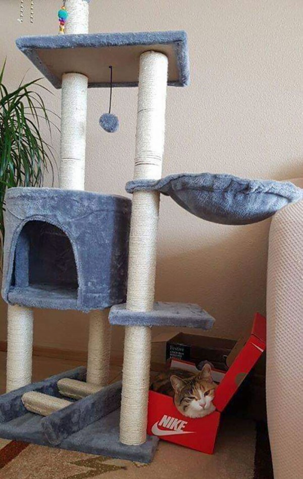 funny-cat-logic-beds-237-5f7add745d267__700