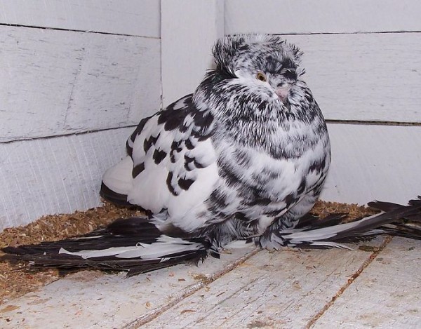 interesting-pigeon-breeds-103-5ed506f839b4a__700