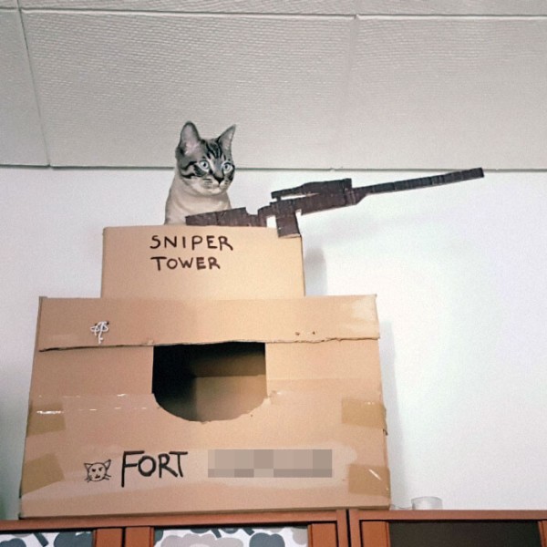 cats-cardboard-forts-206-5f2d199eb4cf3__700
