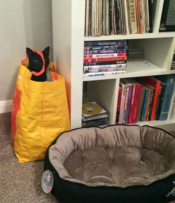 funny-cat-logic-beds-212-5f7ace3a106c0__700