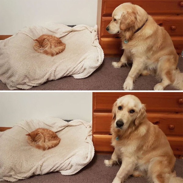 funny-cats-stealing-dog-beds-7-5eb563868918c__700