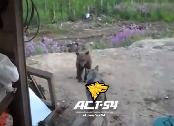 動画あり ロシア人 子グマと番犬の威嚇合戦をヘラヘラ観戦 母グマが登場し３人死亡 海外の反応 海外の反応あんてにゃz