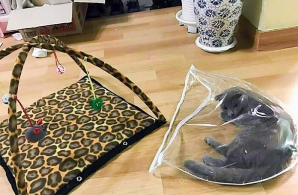 funny-cat-logic-beds-10-5f7dbcedbf480__700 (1)