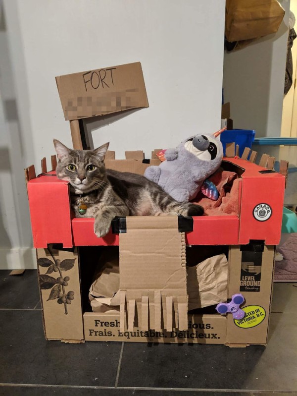 cats-cardboard-forts-205-5f2d1930d7eb9__700
