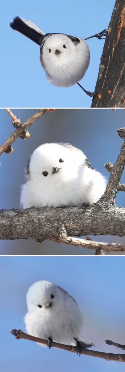 beautiful-unique-birds-456-5ebd4f152a7c7__700