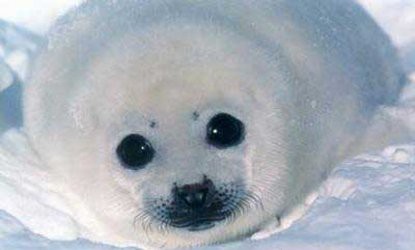 海外 どうしてカナダ人は赤ちゃんアザラシの撲殺猟を止めないのか 海外の反応 海外の反応あんてにゃz