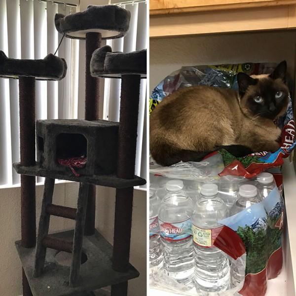 funny-cat-logic-beds-243-5f7b2b5f9c2e6__700 (1)