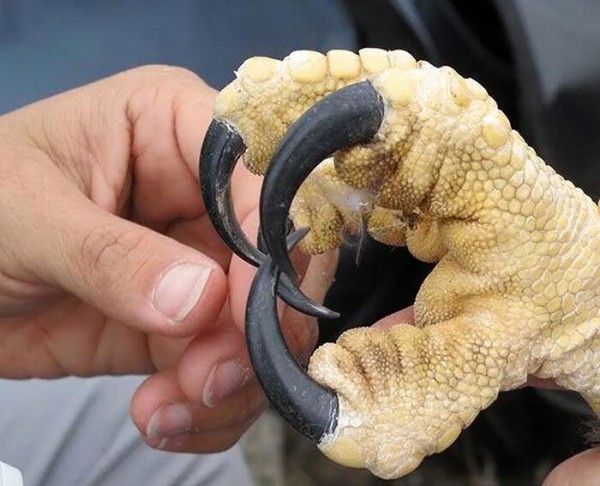 animal-size-comparison-28-5f1ecd1d9796e__700