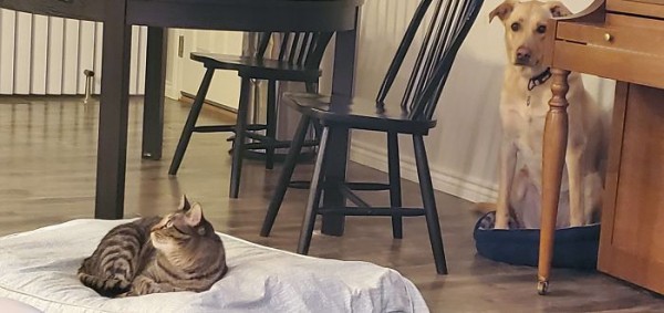 5ea9443caf375_ERqxGsT__700 (1)