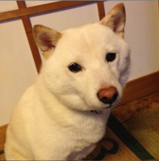 悲報 志村けんさんの愛犬 殿くん 逝く 長生きを 相葉雅紀が願うも Newsまとめちゃん