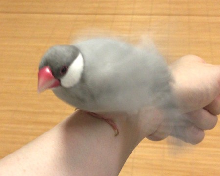 羽繕い過程 シルバー文鳥ピノワさん