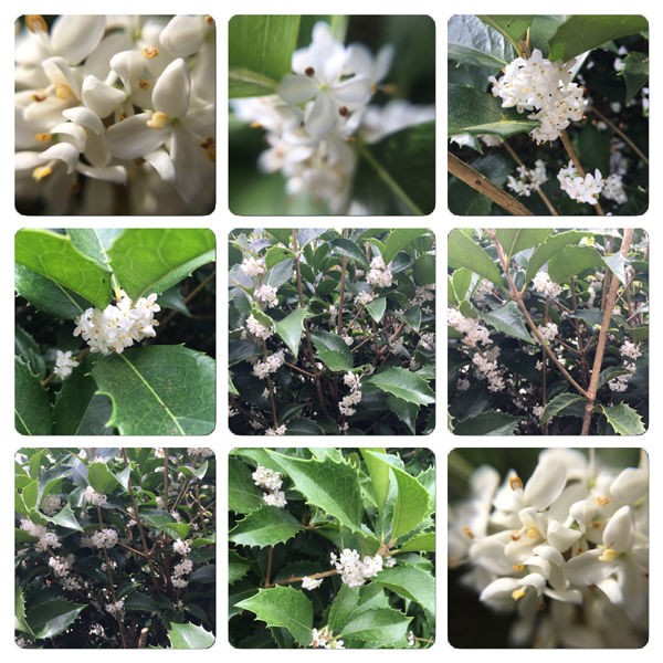 プルメリアの香りと同じ甘い香りがする白い花はヒイラギの花です 東海林仁の心はいつもハワイアン Hawaiian Fan Magazine Hitoshi Shoji S Heart Is Always Hawaiian