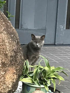 里親募集 ｔｎｒ猫 グーちゃん ロシアンブルーｍｉｘ ａｌｏｈａ ｃｒｙｓｔａｌ