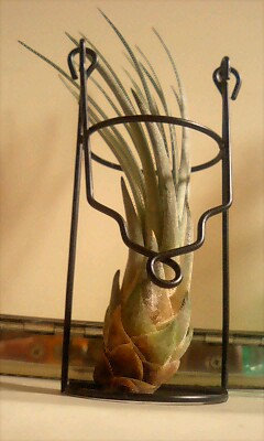 エアープランツは霞を食ってる訳じゃない 間違いだらけのハイドロカルチャー エアープランツは霞を食ってる訳じゃない 間違いだらけのハイドロカルチャー