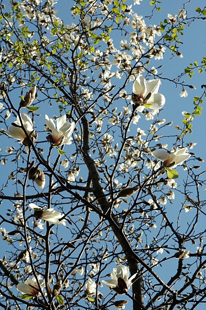 キタコブシ ４月24日の写真 かしの木のたわごと