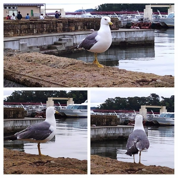 20190729_183943-COLLAGE