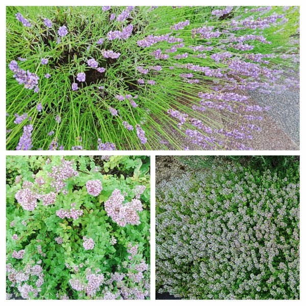 20190728_191557-COLLAGE