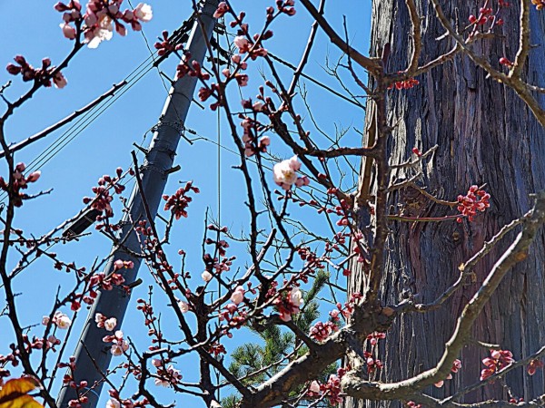 CYMERA_20200330_150403